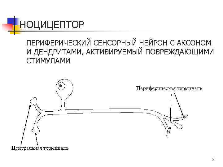 НОЦИЦЕПТОР ПЕРИФЕРИЧЕСКИЙ СЕНСОРНЫЙ НЕЙРОН С АКСОНОМ И ДЕНДРИТАМИ, АКТИВИРУЕМЫЙ ПОВРЕЖДАЮЩИМИ СТИМУЛАМИ Периферическая терминаль Центральная