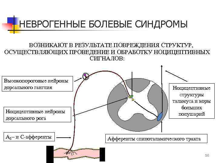 НЕВРОГЕННЫЕ БОЛЕВЫЕ СИНДРОМЫ ВОЗНИКАЮТ В РЕЗУЛЬТАТЕ ПОВРЕЖДЕНИЯ СТРУКТУР, ОСУЩЕСТВЛЯЮЩИХ ПРОВЕДЕНИЕ И ОБРАБОТКУ НОЦИЦЕПТИВНЫХ СИГНАЛОВ: