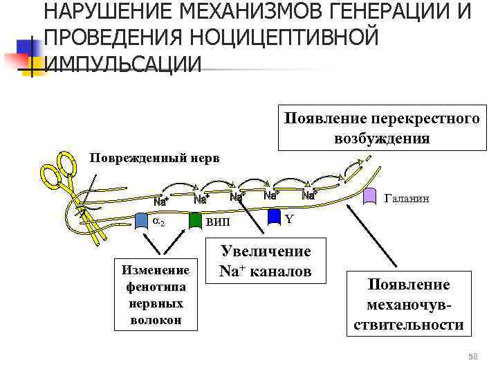 НАРУШЕНИЕ МЕХАНИЗМОВ ГЕНЕРАЦИИ И ПРОВЕДЕНИЯ НОЦИЦЕПТИВНОЙ ИМПУЛЬСАЦИИ Появление перекрестного возбуждения Поврежденный нерв Галанин a