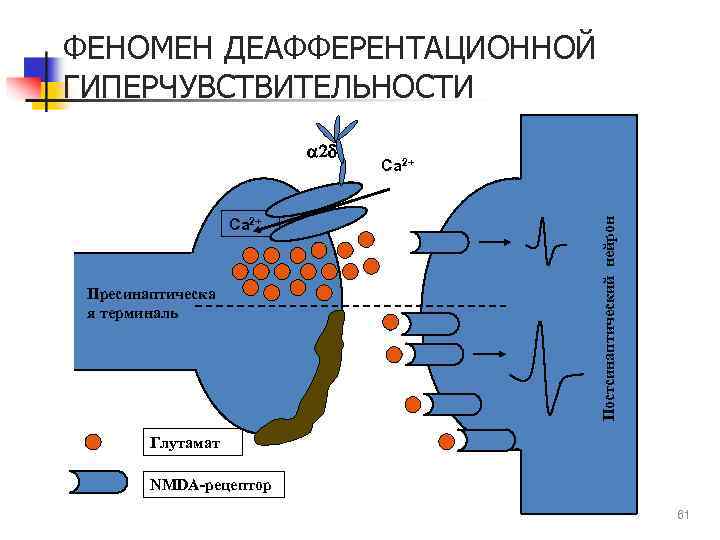 ФЕНОМЕН ДЕАФФЕРЕНТАЦИОННОЙ ГИПЕРЧУВСТВИТЕЛЬНОСТИ Са 2+ Пресинаптическа я терминаль Са 2+ Постсинаптический нейрон a 2