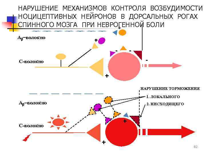 НАРУШЕНИЕ МЕХАНИЗМОВ КОНТРОЛЯ ВОЗБУДИМОСТИ НОЦИЦЕПТИВНЫХ НЕЙРОНОВ В ДОРСАЛЬНЫХ РОГАХ СПИННОГО МОЗГА ПРИ НЕВРОГЕННОЙ БОЛИ