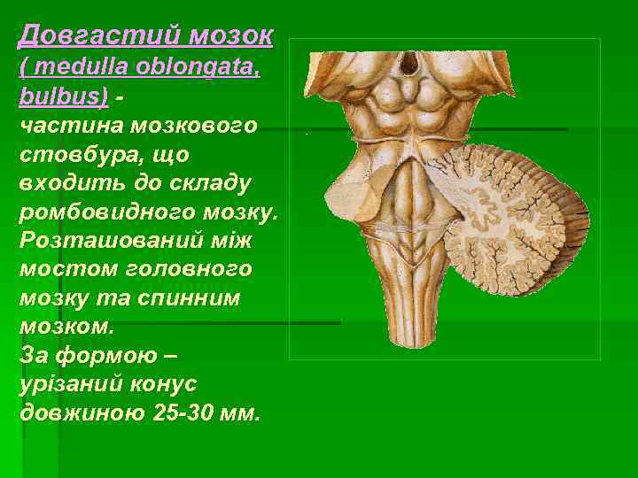 Довгастий мозок ( medulla oblongata, bulbus) частина мозкового стовбура, що входить до складу ромбовидного