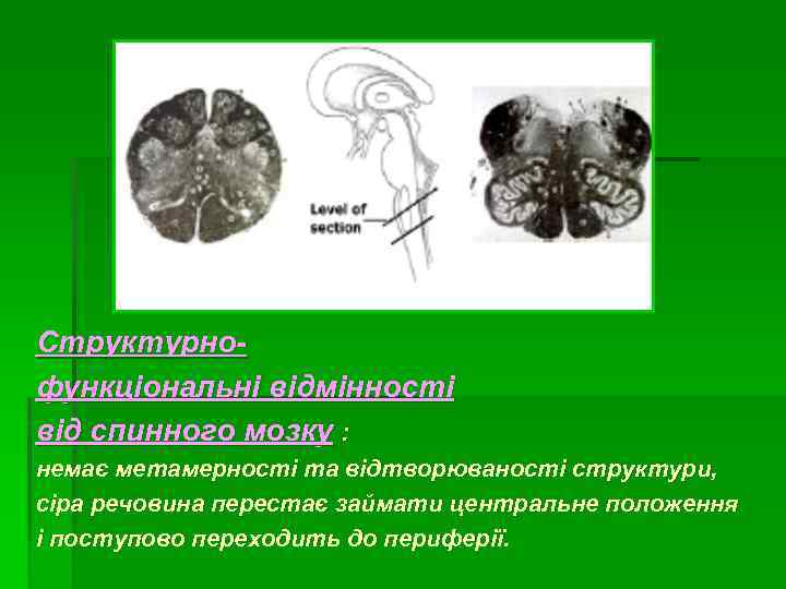 Cтруктурнофункціональні відмінності від спинного мозку : немає метамерності та відтворюваності структури, сіра речовина перестає