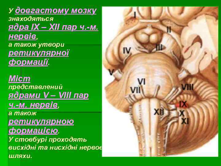 У довгастому знаходяться мозку ядра IX – XII пар ч. -м. нервів, а також