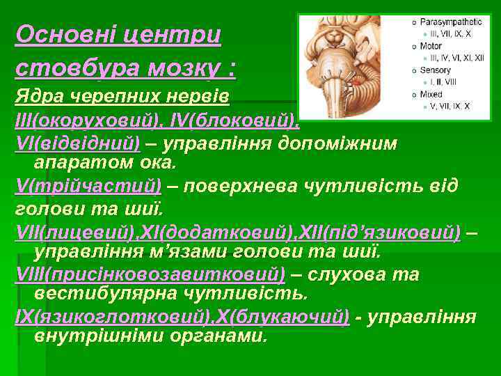 Основні центри стовбура мозку : Ядра черепних нервів III(окоруховий), IV(блоковий), VI(відвідний) – управління допоміжним