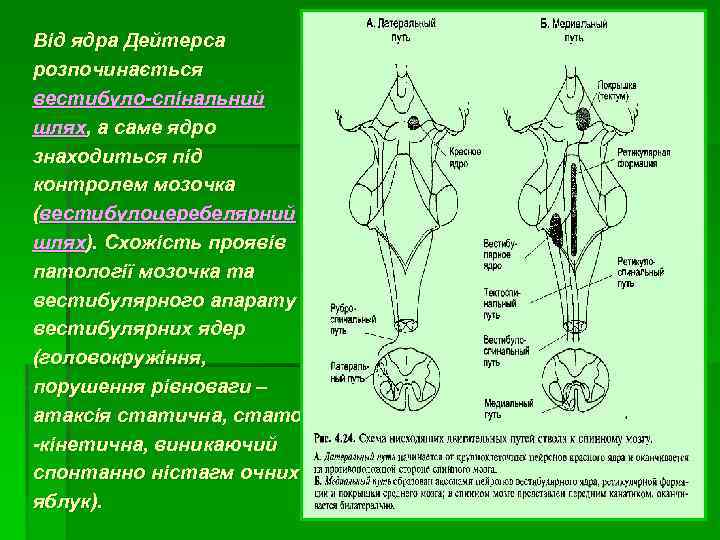 Від ядра Дейтерса розпочинається вестибуло-спінальний шлях, а саме ядро знаходиться під контролем мозочка (вестибулоцеребелярний