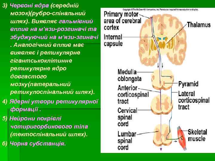 3) Червоні ядра (середній мозок)(рубро-спінальний шлях). Виявляє гальмівний вплив на м’язи-розгиначі та збуджуючий на