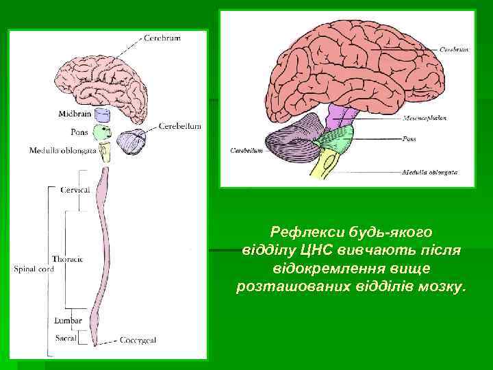 Рефлекси будь-якого відділу ЦНС вивчають після відокремлення вище розташованих відділів мозку. 