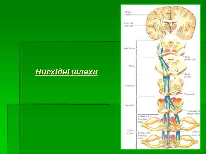 Нисхідні шляхи 