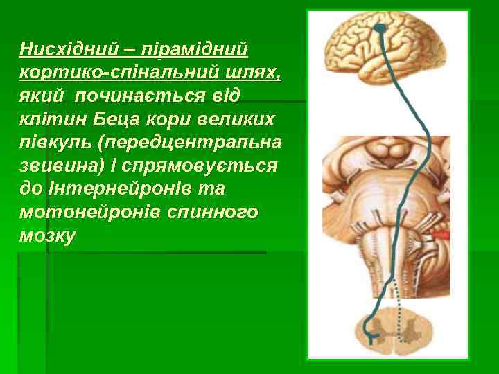 Нисхідний – пірамідний кортико-спінальний шлях, який починається від клітин Беца кори великих півкуль (передцентральна