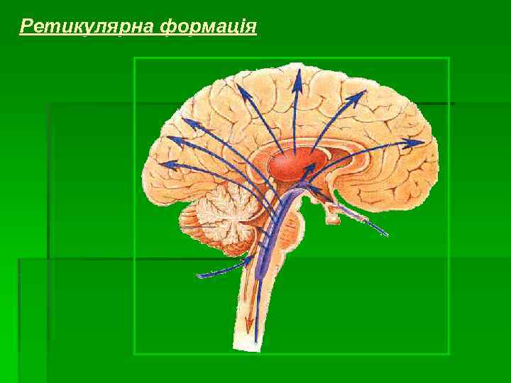 Ретикулярна формація 