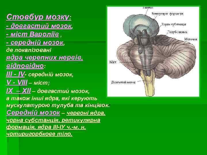 Стовбур мозку: - довгастий мозок, - міст Вароліїв , - середній мозок, де локалізовані