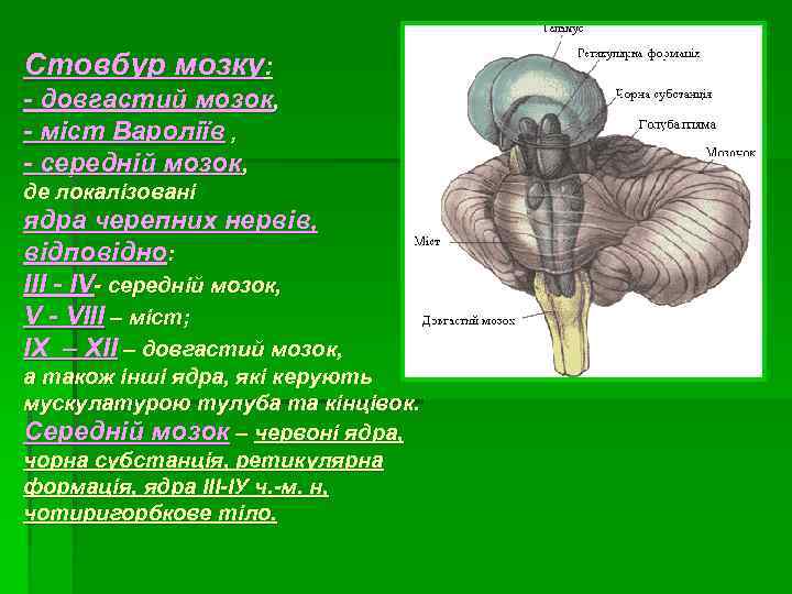 Стовбур мозку: - довгастий мозок, - міст Вароліїв , - середній мозок, де локалізовані