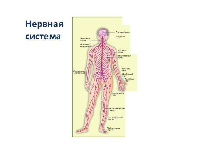 Нервная система 