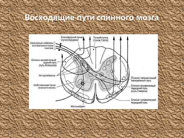 Пути спинного мозга. Путь Флексига спинной мозг. Заднелатеральный путь спинного мозга. Дорсолатеральный восходящий путь спинного мозга.