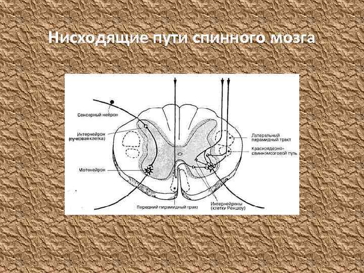 Нисходящие пути спинного мозга 