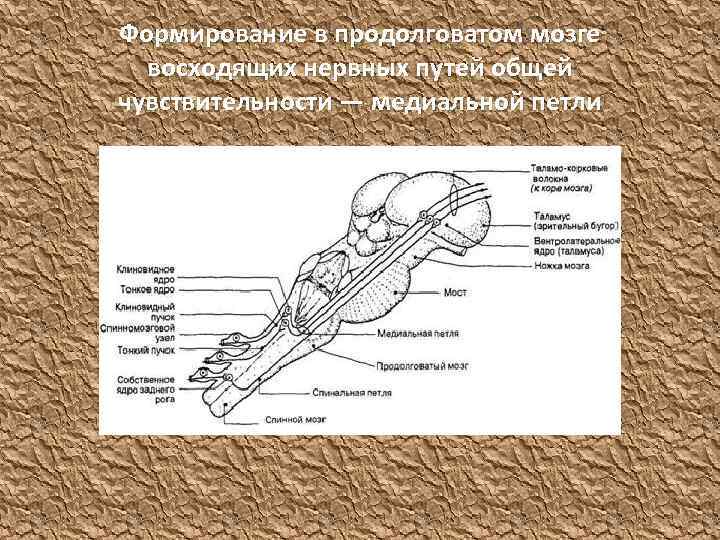 Формирование в продолговатом мозге восходящих нервных путей общей чувствительности — медиальной петли 