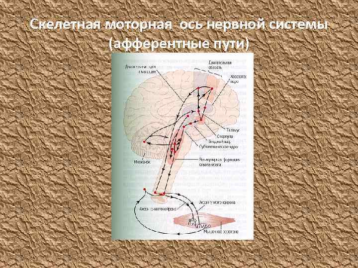 Скелетная моторная ось нервной системы (афферентные пути) 