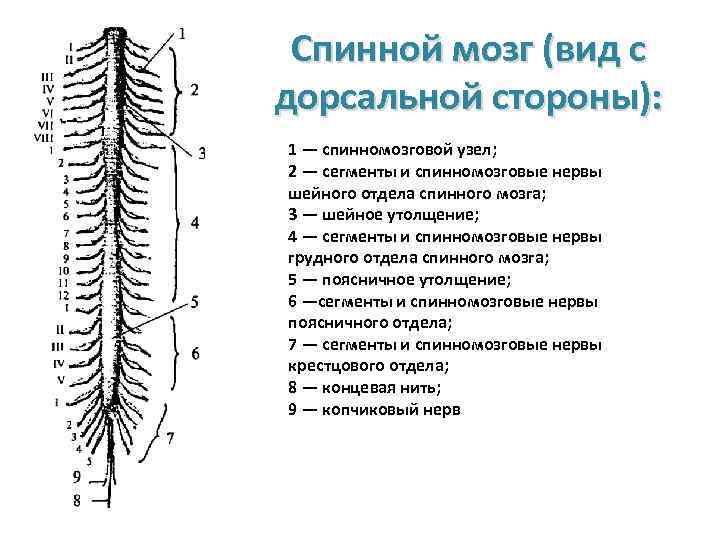 Спинной мозг (вид с дорсальной стороны): 1 — спинномозговой узел; 2 — сегменты и