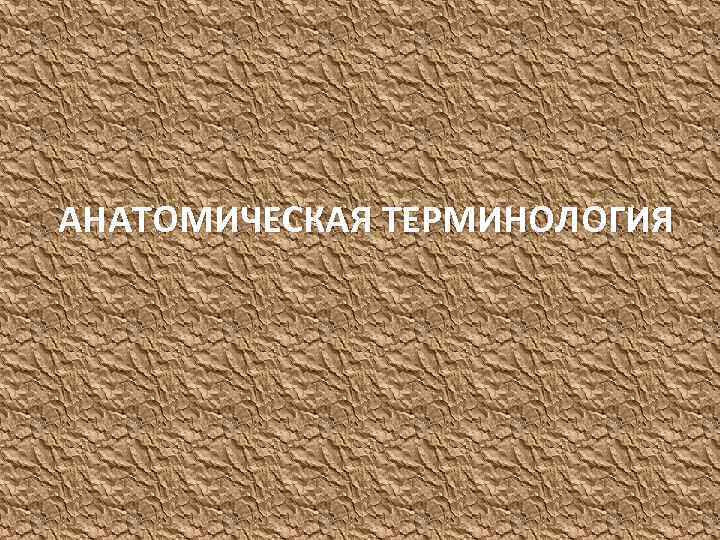 АНАТОМИЧЕСКАЯ ТЕРМИНОЛОГИЯ 