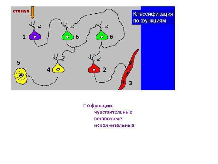 По функции: чувствительные вставочные исполнительные 