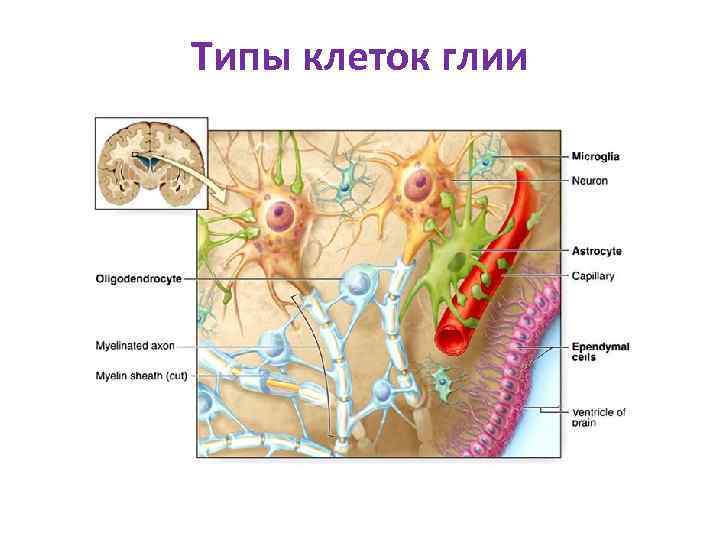 Типы клеток глии 