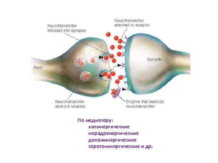 По медиатору: холинергические норадренергические допаминэргические серотонинэргические и др. 