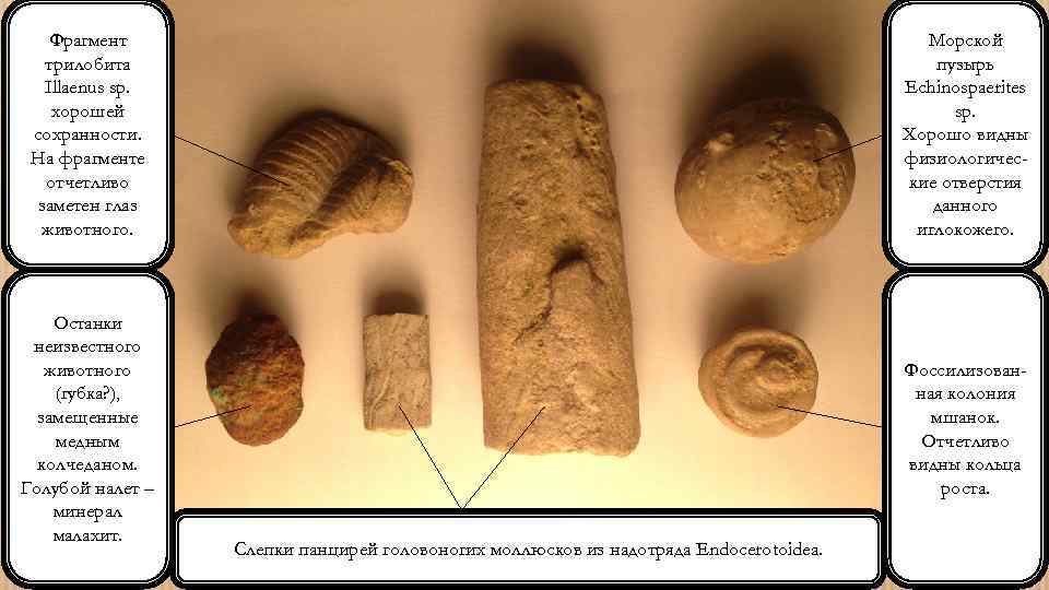 Фрагмент трилобита Illaenus sp. хорошей сохранности. На фрагменте отчетливо заметен глаз животного. Морской пузырь