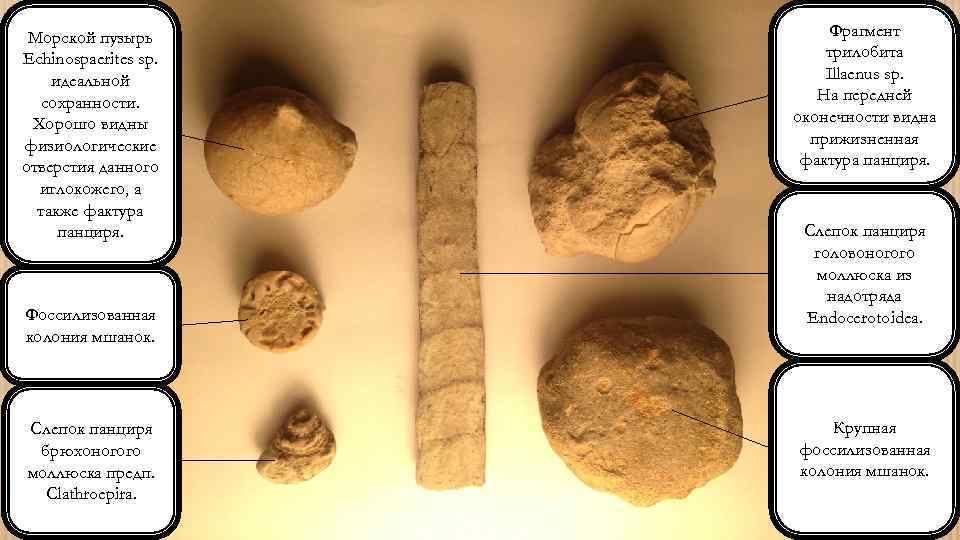 Морской пузырь Echinospaerites sp. идеальной сохранности. Хорошо видны физиологические отверстия данного иглокожего, а также