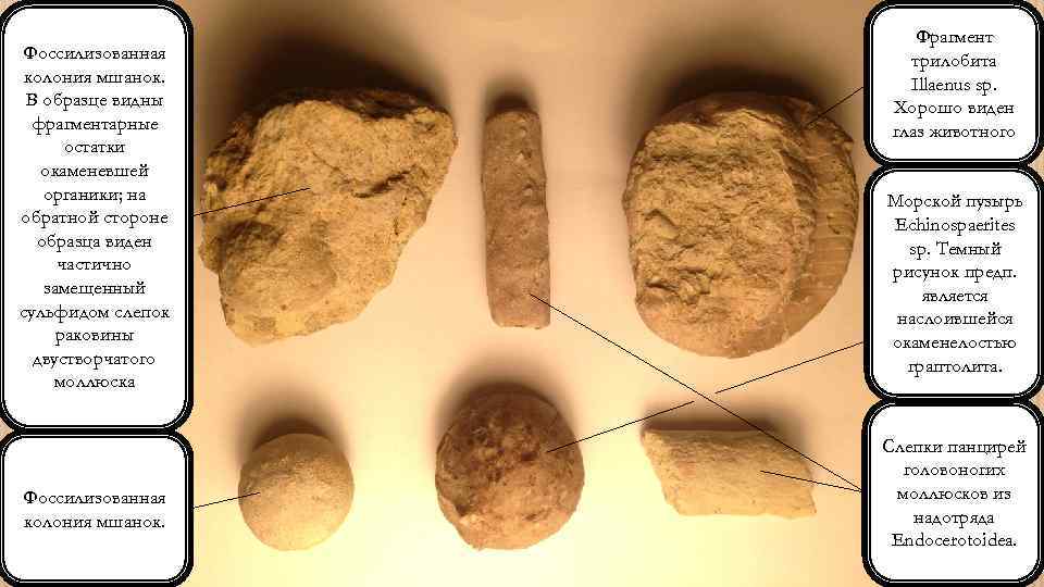 Фоссилизованная колония мшанок. В образце видны фрагментарные остатки окаменевшей органики; на обратной стороне образца