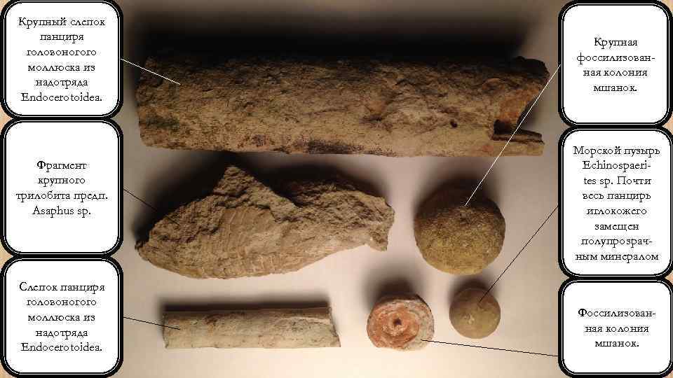 Крупный слепок панциря головоногого моллюска из надотряда Endocerotoidea. Фрагмент крупного трилобита предп. Asaphus sp.