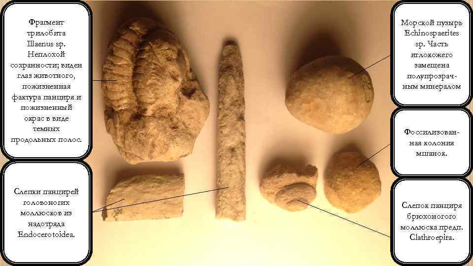 Фрагмент трилобита Illaenus sp. Неплохой сохранности; виден глаз животного, пожизненная фактура панциря и пожизненный