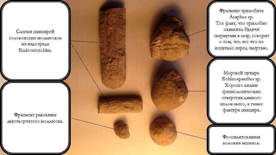 Слепки панцирей головоногих моллюсков из надотряда Endocerotoidea. Фрагмент раковины двустворчатого моллюска. Фрагмент трилобита Asaphus