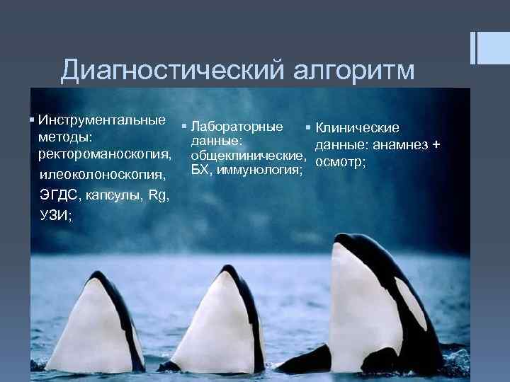 Диагностический алгоритм § Инструментальные § Лабораторные § Клинические методы: данные: анамнез + ректороманоскопия, общеклинические,