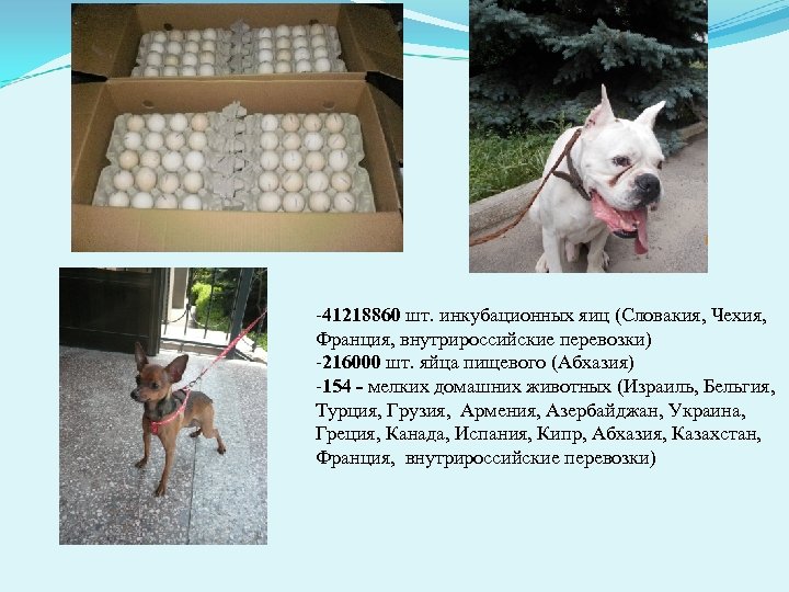 -41218860 шт. инкубационных яиц (Словакия, Чехия, Франция, внутрироссийские перевозки) -216000 шт. яйца пищевого (Абхазия)