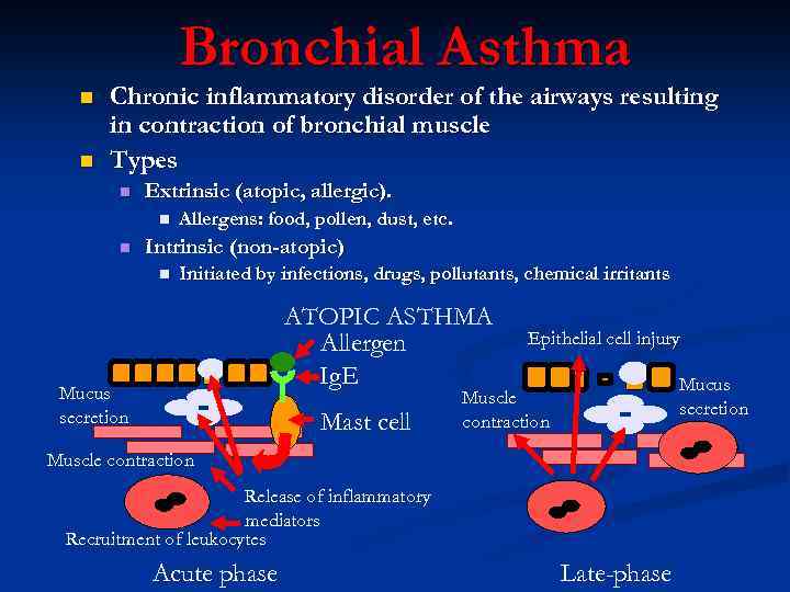 Bronchial Asthma n n Chronic inflammatory disorder of the airways resulting in contraction of