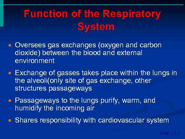 Function of the Respiratory System · Oversees gas exchanges (oxygen and carbon dioxide) between