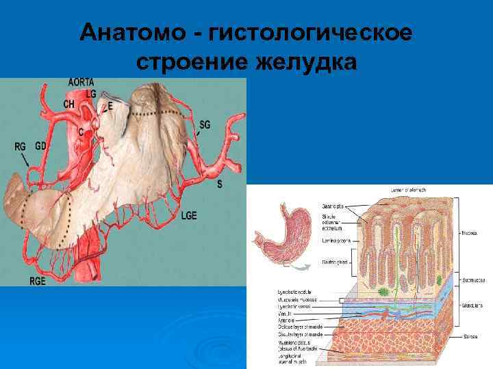 Анатомо - гистологическое строение желудка 