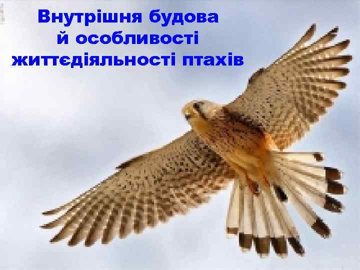 Внутрішня будова й особливості життєдіяльності птахів 