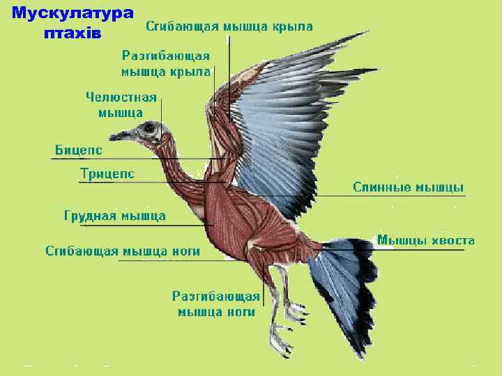 Мускулатура птахів 