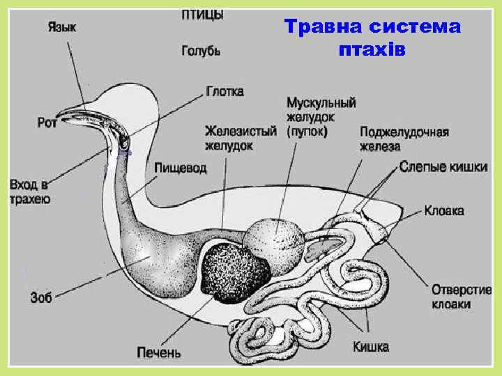 Травна система птахів 
