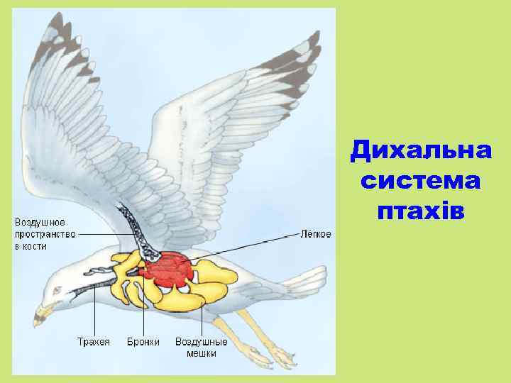 Дихальна система птахів 