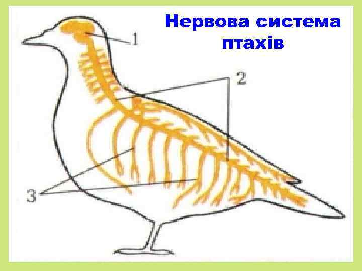 Нервова система птахів 