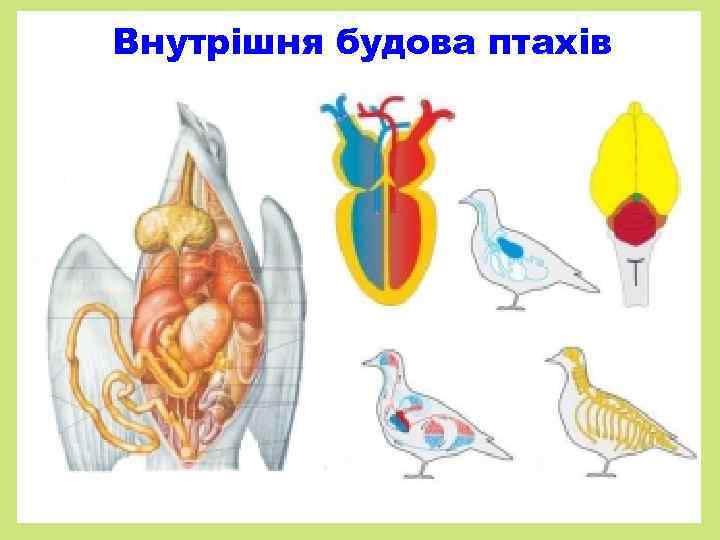 Внутрішня будова птахів 