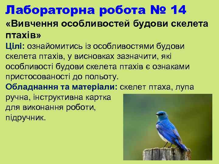 Лабораторна робота № 14 «Вивчення особливостей будови скелета птахів» Цілі: ознайомитись із особливостями будови