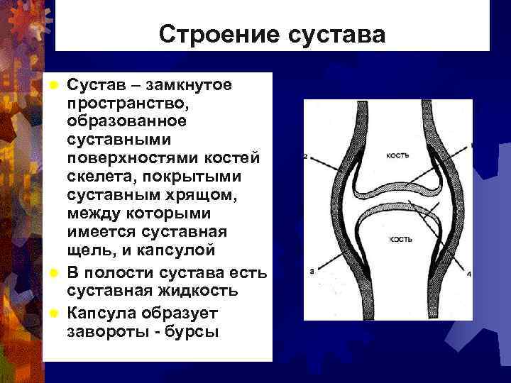 Строение сустава Сустав – замкнутое пространство, образованное суставными поверхностями костей скелета, покрытыми суставным хрящом,