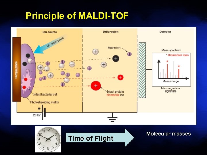 Principle of MALDI-TOF Time of Flight Molecular masses 