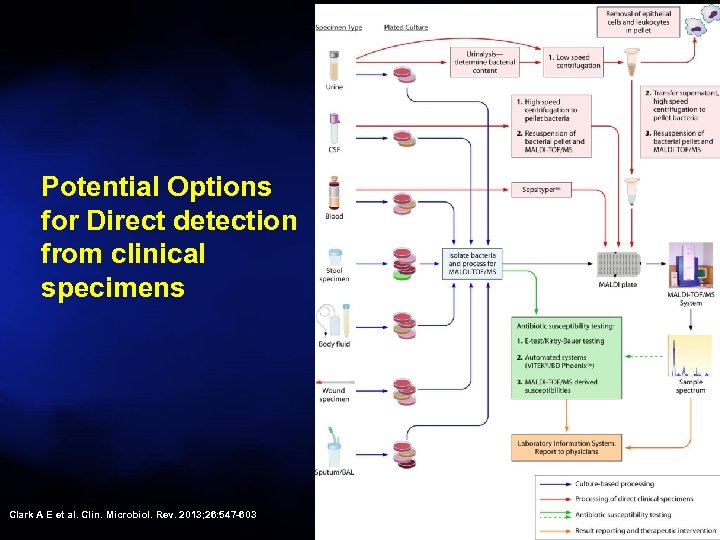 Potential Options for Direct detection from clinical specimens Clark A E et al. Clin.