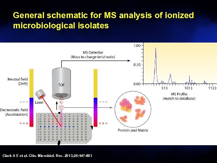 General schematic for MS analysis of ionized microbiological isolates Clark A E et al.