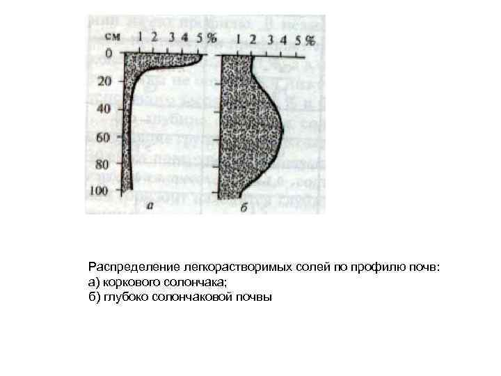 Распределение легкорастворимых солей по профилю почв: а) коркового солончака; б) глубоко солончаковой почвы 